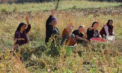 Samsun'da bitkisel ve hayvansal üretim destekleniyor