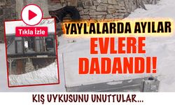 Küçük Yayla'da Aç Ayılar Evlere Dadandı! İşte Görüntüler...