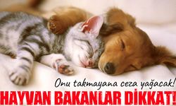 Evcil hayvan sahiplerine mikroçip uyarısı: Son gün 31 Aralık, cezası ağır