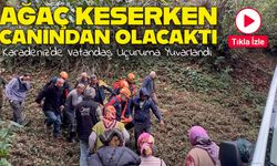 Rize'de Ağaç Kesimi Faciası: Üzerine Düşen Ağaçla Uçuruma Yuvarlandı