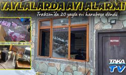 Yaylalarda ayı alarmı: 20 yayla evi harabeye döndü, işletmeler büyük zarar gördü
