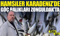 Zonguldak’ta hamsi göçü Karadeniz boyunca sürüyor, fiyatlar yüksek seyrediyor