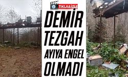 Rize’de Ayı Saldırılarına Demir Tezgâh da Engel Olamadı