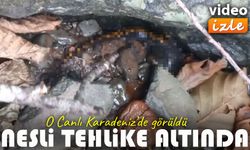 Doğu Karadeniz’in nadir canlısı Kafkas semenderi yeniden ortaya çıktı