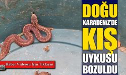 Doğu Karadeniz’de kış uykusu bozuldu: Ayılardan sonra yılanlar da ortaya çıktı