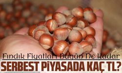 Fındık Fiyatları Ne Kadar Oldu? Serbest Piyasada Güncel Rakamlar Açıklandı