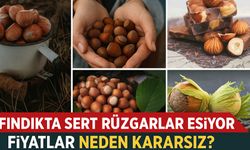 Bugün Fındıkta Sert Rüzgârlar Esiyor: Fiyatlar Neden Kararsız?