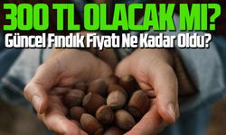 Güncel Fındık Fiyatı Ne Kadar Oldu: 300 TL Olacak mı?