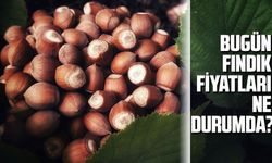 Fındık Fiyatlarında Yeni Sayfa: Bugün Rakamlar Konuşuyor