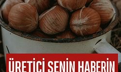 Fındık Fiyatı Bugün Kaç TL? Üreticiyi Yakından İlgilendiren Son Tablo