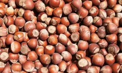 Güncel Fındık Fiyatları Ne Kadar? Ordu, Giresun, Samsun'da Fındık Kaç TL?