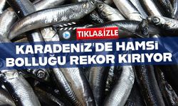 Karadeniz’de Hamsi Bolluğu Sürüyor: Mezgit Tezgâhlardan Kayboldu