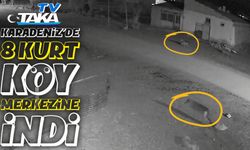 Bölgemizde aç kalan 8 kurt köy merkezine indi: Kangal köpeği saldırıyı engelledi