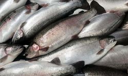 Doğu Karadeniz'in 11 aylık Türk somonu ihracatı 164 milyon doları aştı