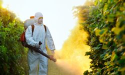 Ordu'da kokarca ile mücadele kapsamında 50 bin kışlak ilaçlandı