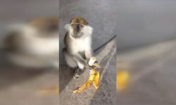 Giresun'da hayvanat bahçesinden kaçan maymun yakalandı