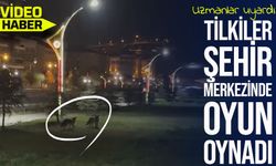 Bayburt’ta Şehir Merkezine İnen İki Tilki Oyun Oynarken Görüntülendi; Uzmanlar uyardı