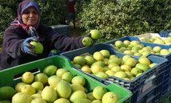 Limonun başkentinde hasat zamanı: Bahçede kilosu 40 liradan alıcı buluyor