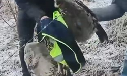 Ardanuç'ta tellere takılan baykuşu İl Özel İdaresi ekipleri kurtardı