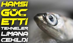 Karadeniz’de Hamsi Alarmı: Balık Göç Etti, Tekneler Limana Çekildi