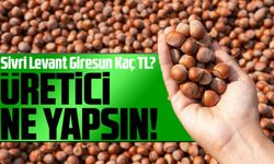 Güncel Fındık Fiyatları Ne Kadar Oldu? Bugün Sivri Levant Giresun Kaç TL?