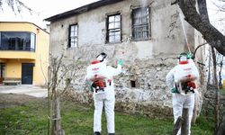 Giresun'da kahverengi kokarcayla mücadele dört koldan devam ediyor