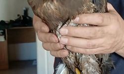 Giresun'da yaralı halde bulunan şahin koruma altına alındı