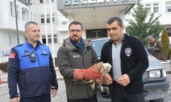 Havza'da yaralı bulunan şahin koruma altına alındı