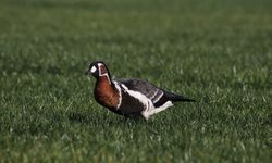 Rize'de Sibirya kazı görüntülendi