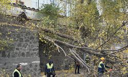 Samsun'da rüzgarda devrilen ağaç iki araca zarar verdi