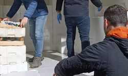 Samsun'da yasal boy sınırının altında 3 ton mezgit ele geçirildi