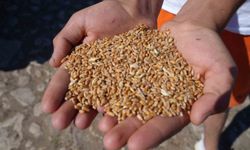 2 bin 570 işletmeye 67 bin 294 çuval yem desteği verilecek