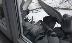 Bayburt'ta dondurucu soğuk: Güvercinler yem bulmak için pencerelere akın etti