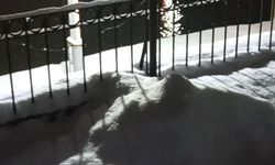 Bayburt'ta su samuru bu kez eşiyle birlikte görüntülendi