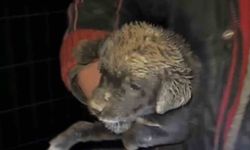 Çukura düşen yavru köpek, zabıta ekiplerince kurtarıldı