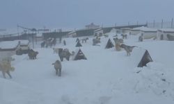 Kangallarını beslemek için yola çıktı, çiftliğe vardığında gözlerine inanamadı