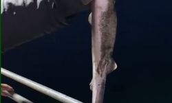 Köpekbalıkları Karadeniz'de ağlardan sonra balıkçıların oltalarına da takılmaya başladı