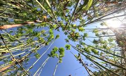 Samsun'da kenevir üretimi için son tarih uyarısı: Başvurular 1 Nisan'da bitiyor