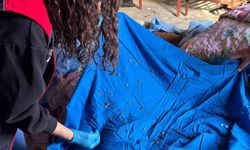 Samuray arısı üretiminde kullanılmak üzere kahverengi kokarca topluyorlar