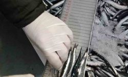 Trabzon'da 2025 yılında su ürünleri denetimlerinde 43 kişiye 3,2 milyon TL para cezası