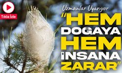 Hem Ağaçlara Hem İnsanlara Zararlı: Samsun’da Çam Kese Tırtılı Alarmı