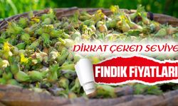 Serbest Piyasada Bugün Fındık Fiyatları Dikkat Çeken Seviyeye Çıktı