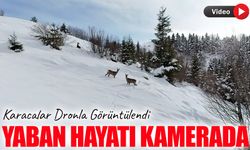 Giresun’un Kulakkaya Yaylası’nda Yaban Hayatı Kamerada: Karacalar Dronla Görüntülendi