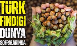 Türk fındığı dünya sofralarında: 2025’te 122 ülkeye 2,2 milyar dolarlık ihracat