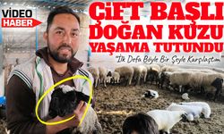 Hatay’da 2 Ağızlı ve 4 Gözlü Kuzu Doğdu, Yaşama Tutundu;  “15 Yıldır Böyle Bir Doğuma İlk Kez Tanık Oldum”