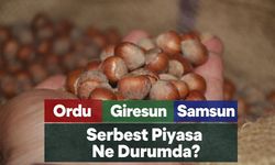 Güncel Fındık Fiyatları Ordu, Giresun, Samsun Serbest Piyasa Ne Durumda?