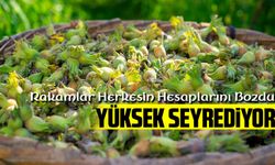 Fındık Piyasasında Bugün Ortaya Çıkan Rakamlar Herkesin Hesaplarını Bozdu