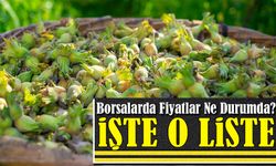 Trabzon'da Güncel Fındık Fiyatları Ordu, Giresun, Samsun Fiyat Listesi