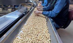 Karadeniz Fındığında Zorlu Rekabete Rağmen İhracat Başarısı