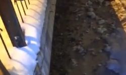 Gümüşhane'de Harşit Çayı'nda mahsur kalan kedi kurtarıldı